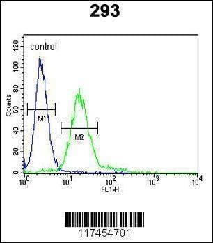 Anti-MPP6 (Center) Antibody