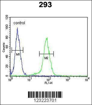 Anti-CLDN8 (Center) Antibody