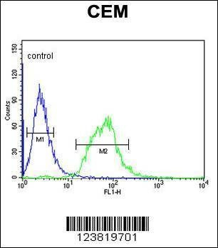 Anti-SLC22A6 (C-term) Antibody