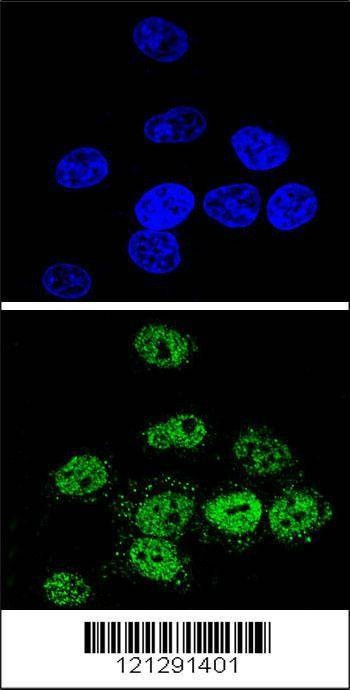Anti-MEF2A (Center) Antibody