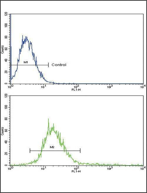 Anti-RECK (Center) Antibody