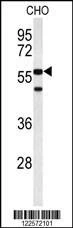 Anti-ACTR5 (C-term) Antibody