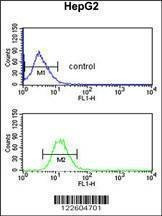Anti-EFEMP2 (C-term) Antibody