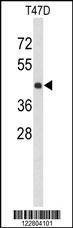 Anti-KCTD12 (Center) Antibody