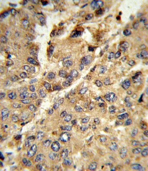 Anti-XDH (N-term) Antibody