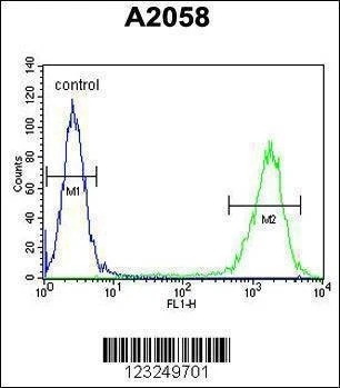 Anti-PTMS (C-term) Antibody