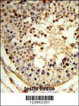 Anti-ARGLU1 (N-term) Antibody