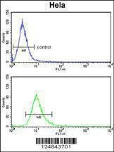 Anti-PCAT1 (C-term) Antibody