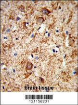 Anti-PNOC (Center) Antibody