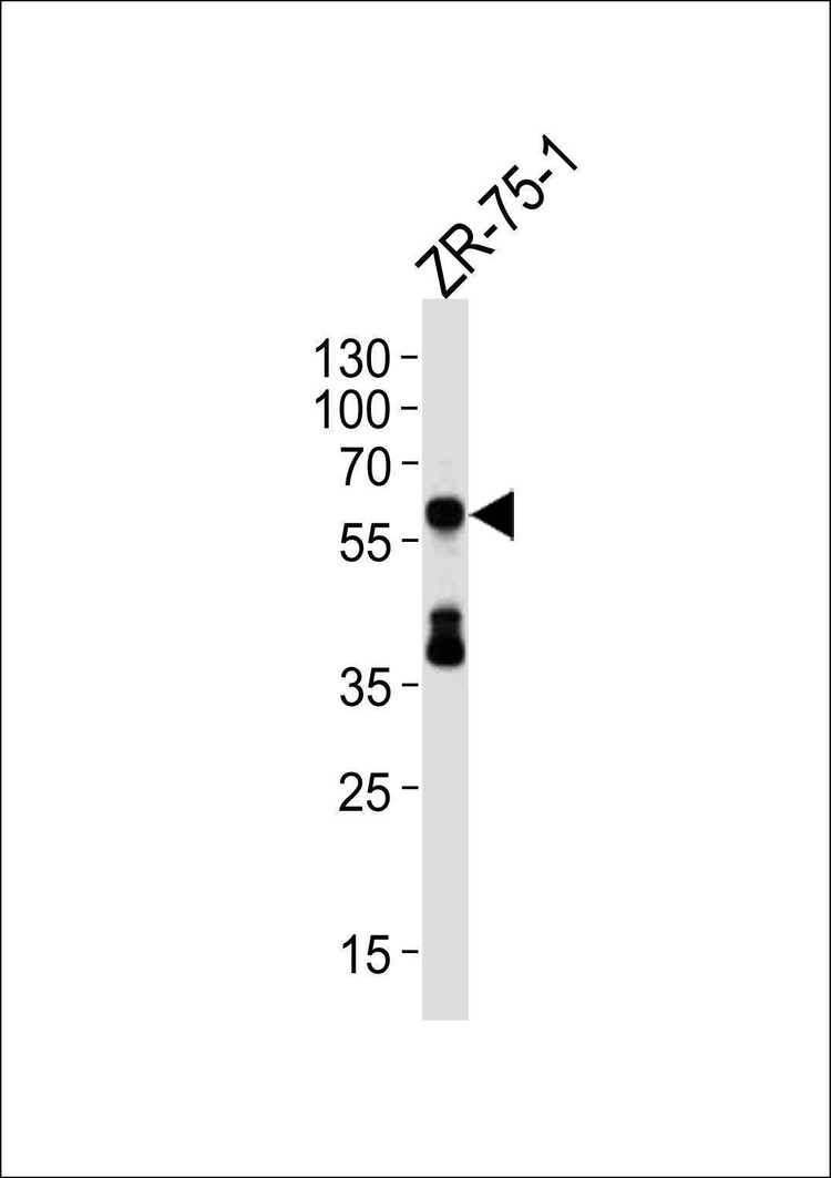 Anti-DLL3 (C-term) Antibody