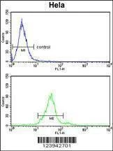 Anti-GALNT2 (N-term) Antibody