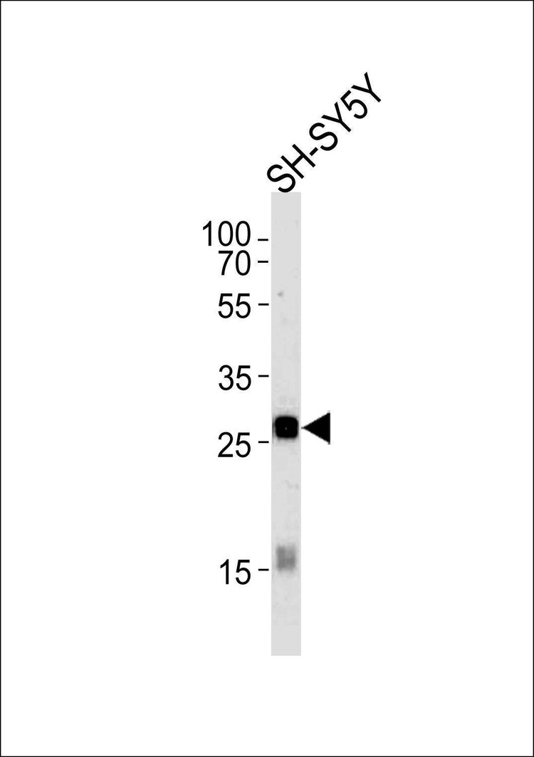 Anti-GPM6A (C-term) Antibody