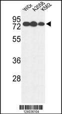 Anti-GUSB (Center) Antibody