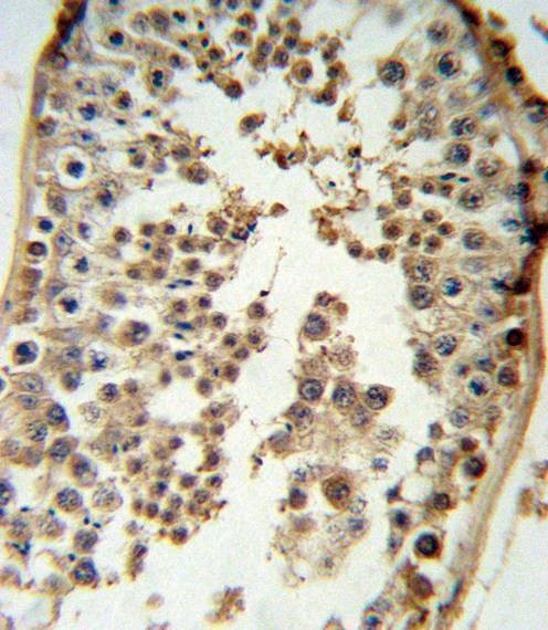 Anti-p19 (N-term) Antibody