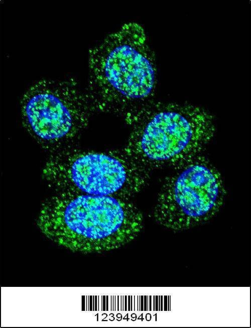 Anti-ACP1 (N-term) Antibody