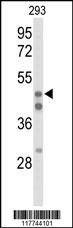 Anti-HNF4A (N-term) Antibody