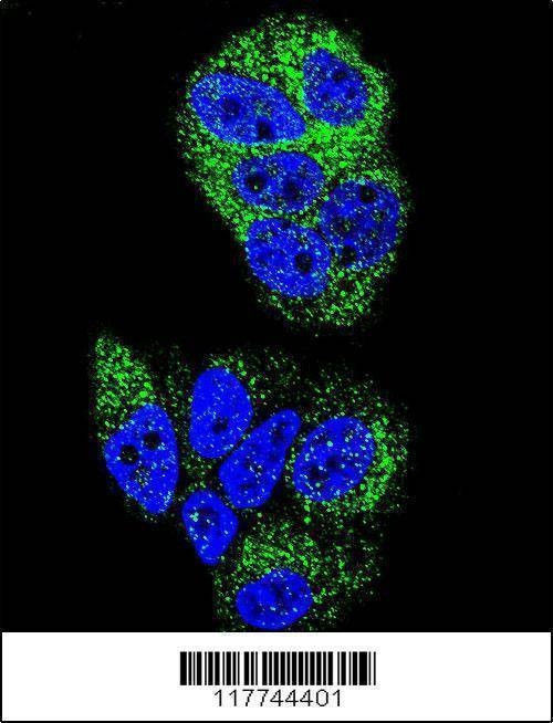 Anti-HNF4A (N-term) Antibody