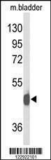 Anti-NPY2R (N-term) Antibody