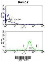Anti-EIF2A (Center) Antibody
