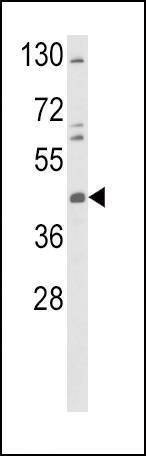 Anti-TAT (Center) Antibody