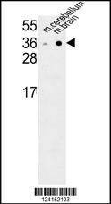 Anti-NXPH1 (N-term) Antibody