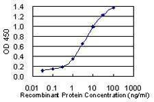 Anti-LOC285141 Antibody