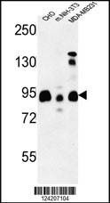 Anti-SGIP1 (N-term) Antibody