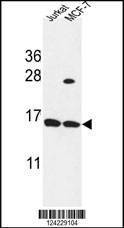 Anti-SPRR1A (C-term) Antibody