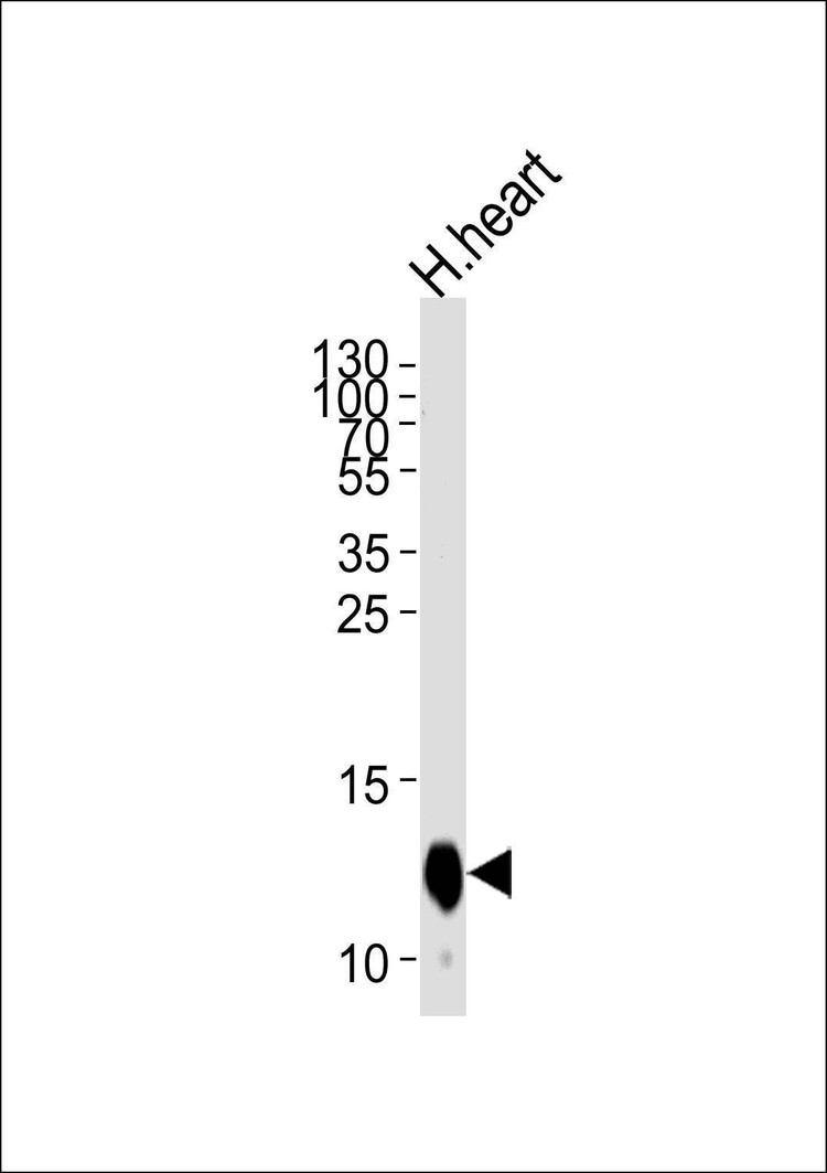Anti-COX6A2 (Center) Antibody