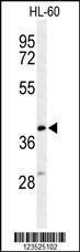 Anti-CYTB (Center) Antibody