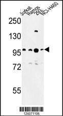 Anti-BCL11A (C-term) Antibody