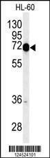 Anti-COXI (Center) Antibody