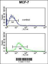 Anti-KRT1 (Center) Antibody