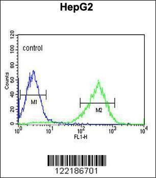 Anti-HFE2 (C-term) Antibody