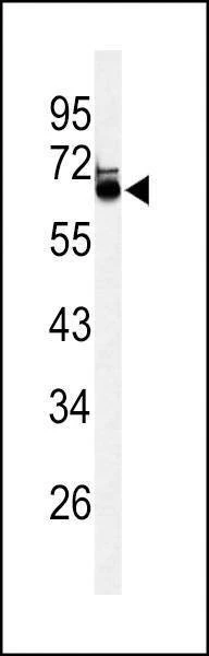 Anti-LRRTM1 (Center) Antibody
