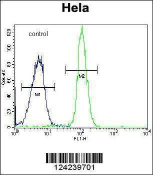 Anti-ADPRHL2 (N-term) Antibody