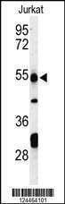 Anti-PRUNE (C-term) Antibody