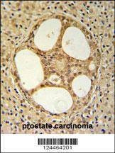 Anti-PRUNE (C-term) Antibody