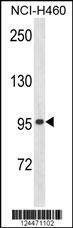 Anti-ZN473 (N-term) Antibody
