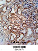 Anti-MOSC1 (Center) Antibody