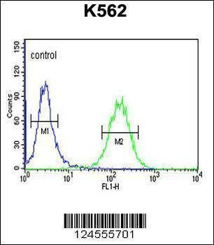 Anti-SUPV3L1 (N-term) Antibody