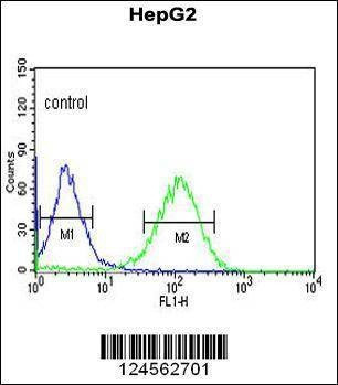 Anti-ZNF202 (Center) Antibody