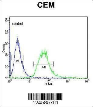 Anti-CA6 (C-term) Antibody