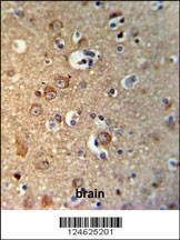 Anti-GPHN (Center) Antibody