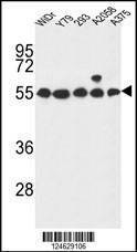 Anti-GPR180 (Center) Antibody