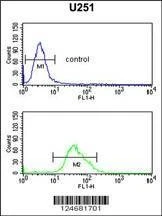 Anti-FOXG1 (Center) Antibody