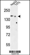 Anti-GLG1 (C-term) Antibody