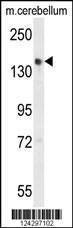 Anti-GLG1 (C-term) Antibody