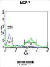 Anti-ETS2 (Center) Antibody