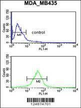 Anti-GPR17 (Center) Antibody